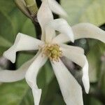 Magnolia champaca Цветок
