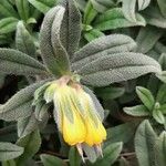 Onosma frutescens Deilen