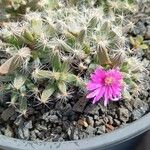 Trichodiadema densum Flower