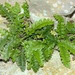 Asplenium jahandiezii Leaf