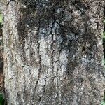 Quercus pyrenaica Ŝelo