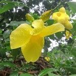 Allamanda cathartica Flor