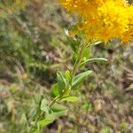 Solidago rigidaফুল