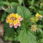 Lantana camaraപുഷ്പം