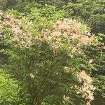 Rhododendron alabamense Blomma