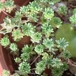 Sedum hirsutum Likasa
