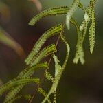 Nephrolepis biserrata Blatt