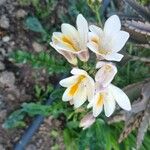Freesia alba Λουλούδι