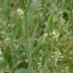 Mummenhoffia alliacea Blad