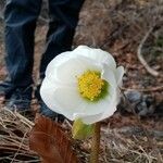 Helleborus nigerFlower