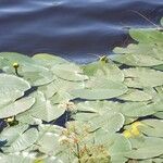 Nuphar pumila Feuille