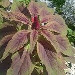 Amaranthus hypochondriacusLeaf