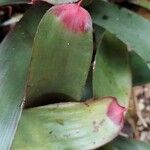 Neoregelia farinosa Fuelha