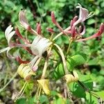 Lonicera etruscaFlors