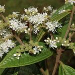 Miconia ibaguensis List