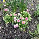 Bellis perennisКветка