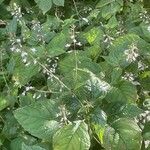 Circaea lutetiana عادت داشتن