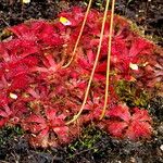 Drosera rubrifolia Habit