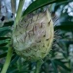 Gomphocarpus physocarpus Fruit