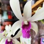 Cattleya intermedia Flower