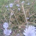 Cichorium endiviaफूल