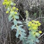Euphorbia nicaeensis Kvet