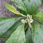 Solanum umbellatum Leaf