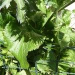 Eryngium alpinum برگ