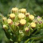 Senecio cacaliaster Flor