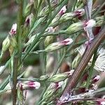 Symphyotrichum subulatum Cvet