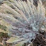 Artemisia tridentata 葉