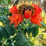 Spathodea campanulata Flor