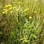 Hypochaeris maculataFlower