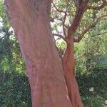 Arbutus andrachne बार्क (छाल)