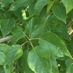 Croton sylvaticus Hoja