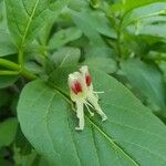 Lonicera alpigenaЦвят