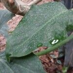 Philodendron bipennifolium ഇല