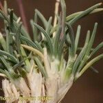 Stipagrostis ciliata Mosusu