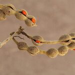Erythrina abyssinica Fruit