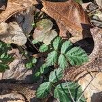 Geum canadense पत्ता