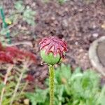 Papaver somniferum Frucht