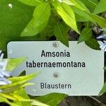 Amsonia tabernaemontana മറ്റ്