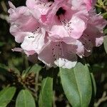 Rhododendron pachytrichum Λουλούδι