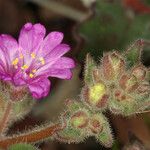 Allionia incarnata Flower