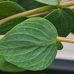 Origanum rotundifolium Leaf