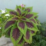 Amaranthus tricolor Folha