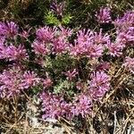 Thymus longiflorus Flower