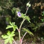 Geranium lanuginosum Habit