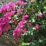 Bougainvillea glabraKvet