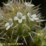Thymus marschallianus Flower